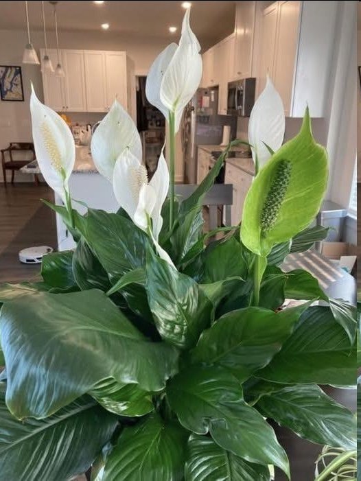 674760913 971448855569616 6279755676141342411 n